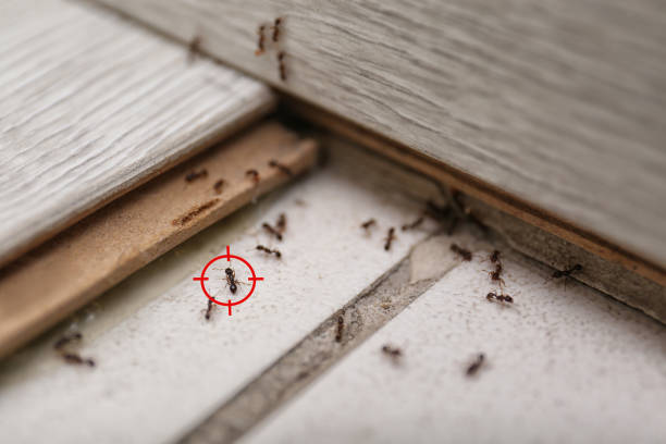 Best Ant Control Services  in Tulsa, OK
